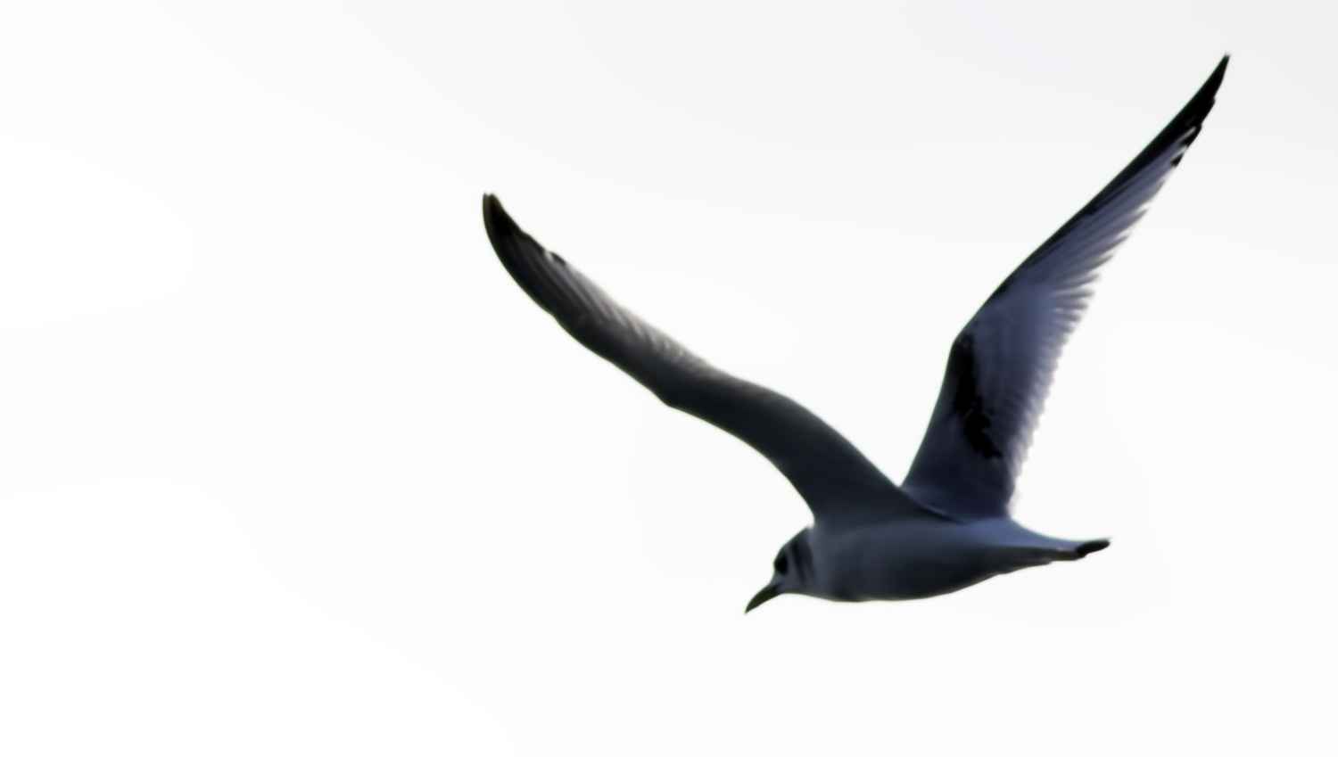 Black-legged Kittiwake